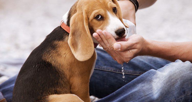 Forneça bastante água para o cão