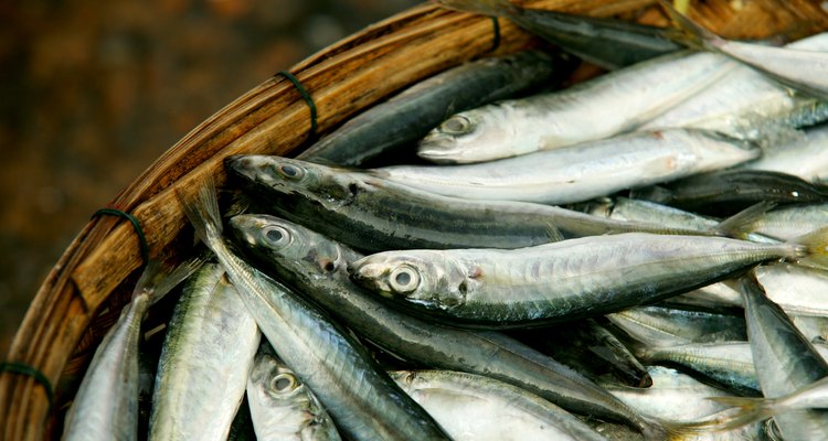 Uma cesta cheia de pequenos peixes