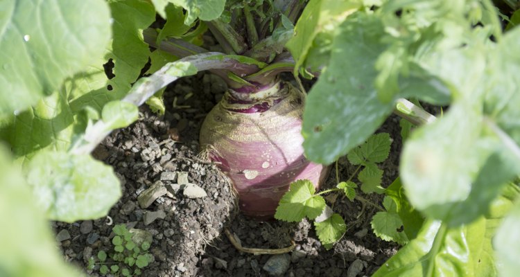 Close up image of a turnip growing in the garden