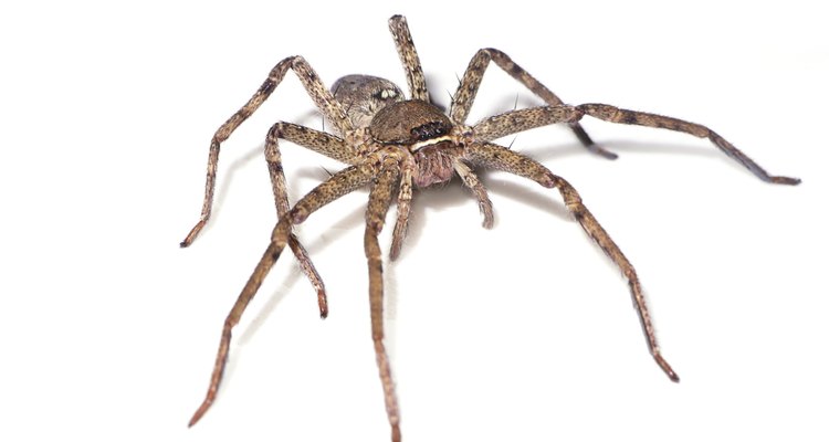 Aranha marrom
