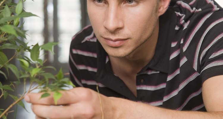 Inspecione as plantas de sua casa regularmente para encontrar indícios de problemas