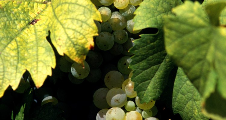 Rociar un fungicida sobre tus parras de vino en un momento de la temporada no recomendado por el fabricante es ilegal.