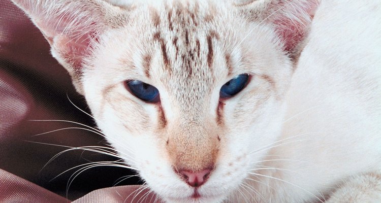 El gato Habana está todo el tiempo activo.