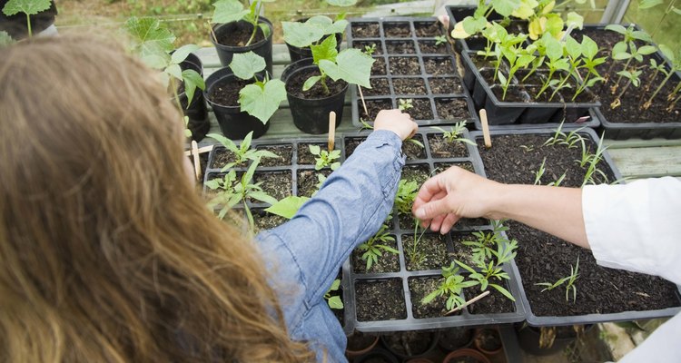 Cultivar plantas es una forma fascinante de que niños pequeños aprendan sobre alimentos.