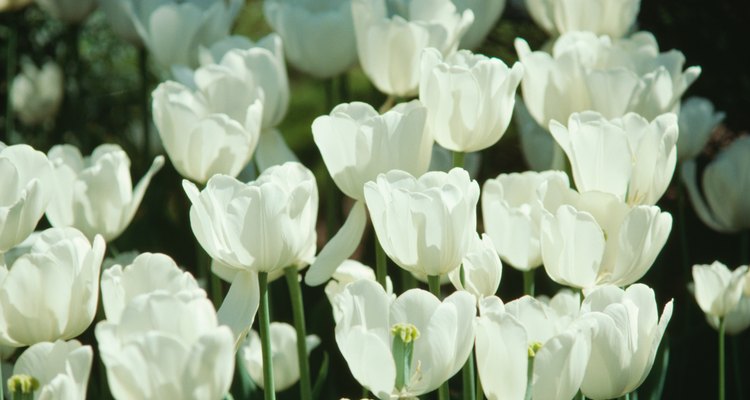 As tulipas brancas representam perdão em muitas culturas
