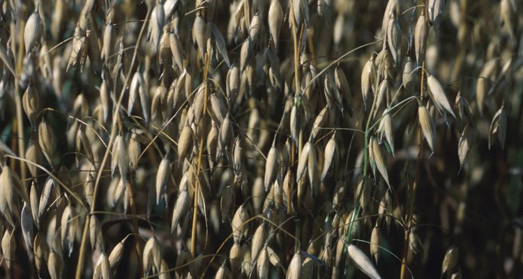 A aveia é um grão saudável cultivado em muitos países