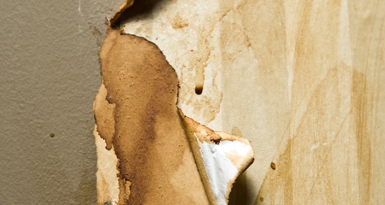 Silverfish feed on wallpaper glue, causing it to peel and stain.