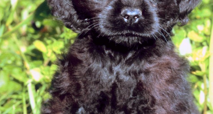 Cachorro de cocker spaniel.