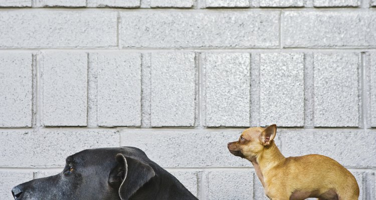 Escolher um cachorro não é um processo assim tão simples