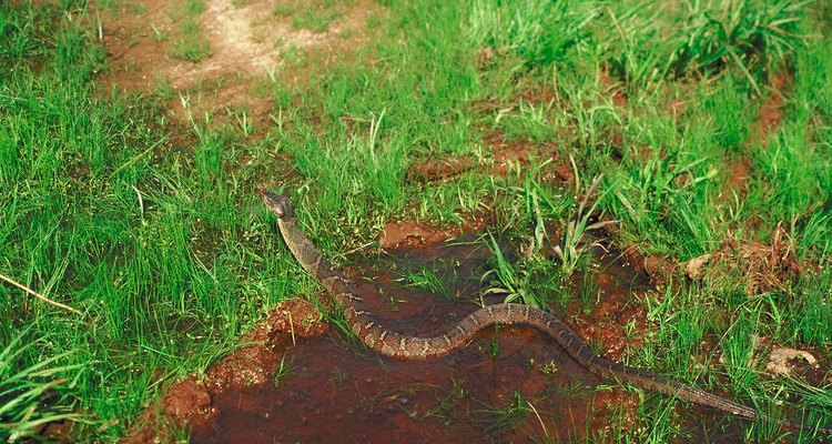 Nostoc algae thrives in moist, soggy areas.