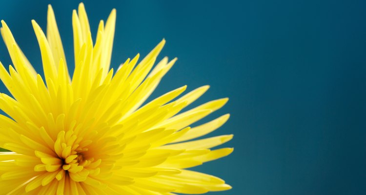 Los crisantemos están entre las flores cortadas de larga duración.