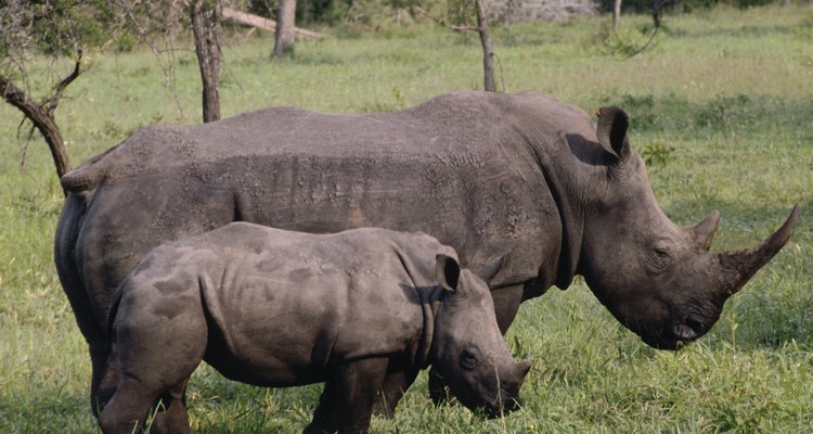 Los rinocerontes son victimas de la caza furtiva, ya que sus cuernos son usados en la medicina tradicional oriental.