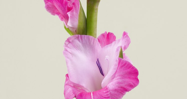 Los gladiolos vienen en un amplio rango de cultivares, floreciendo en un tallo alto, a veces de hasta 4 pies (1,20 m).