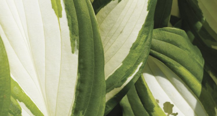 Las hostas con blanco en sus hojas necesitan sombra.