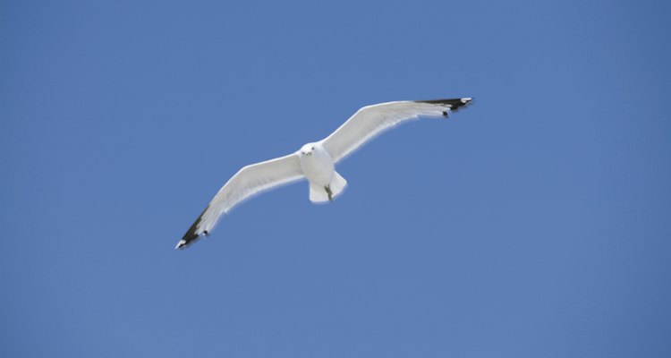 Seagull soaring