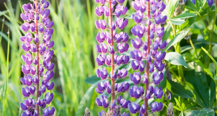 Cutting back lupins correctly can cause more flowers to bloom.