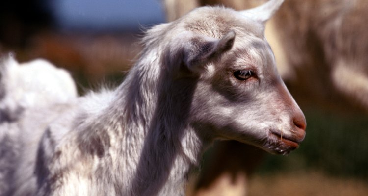 O substituto de leite materno para cordeiros é melhor para um cabrito do que aquele feito para vacas