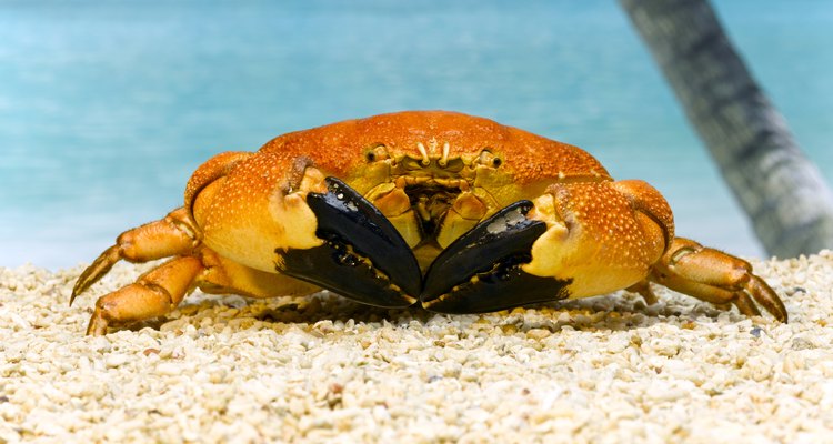Raw meat attracts crabs.