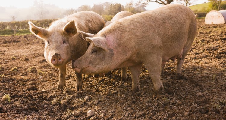 Landrace puros não devem ter marcas escuras