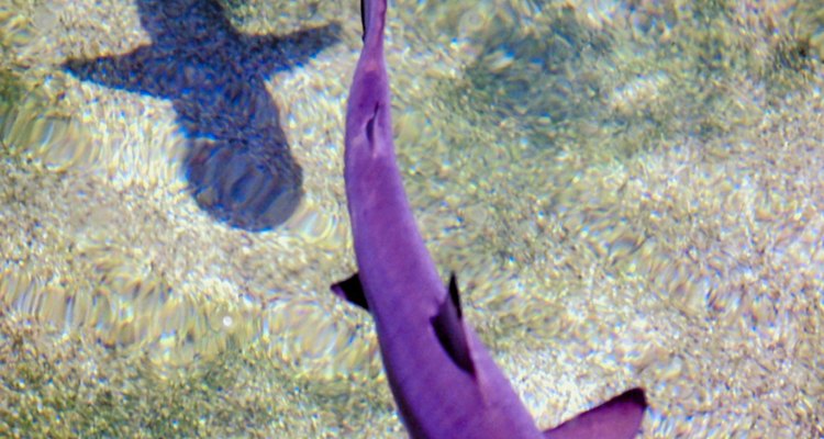 Sharkskin, the FSII's inspiration, is very hydrodynamic.
