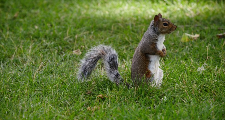 An Eastern Gray squirrel.