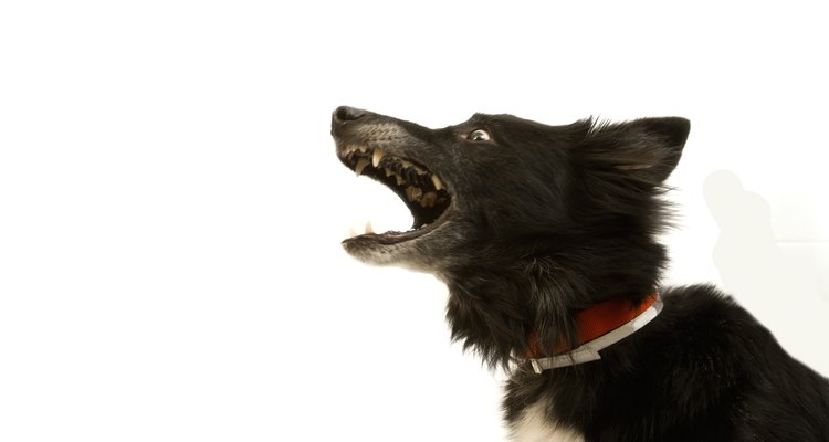 Un ataque a un perro puede necesitar ser resuelto con una demanda.