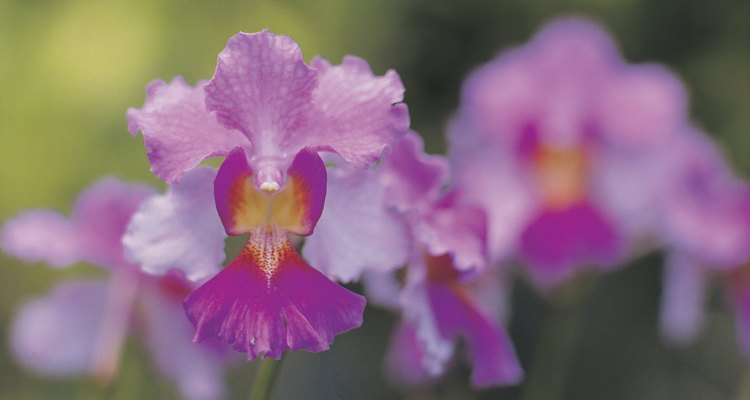 Há mais de 25.000 espécies de orquídeas em todo o mundo