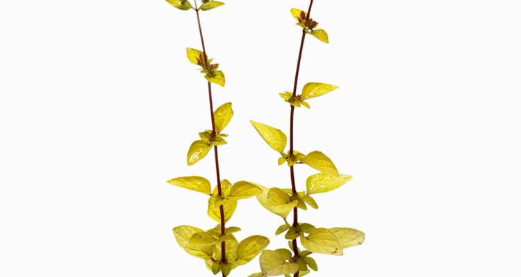 The flavour of oregano is most potent in its leaves.