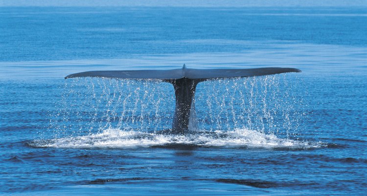 Las ballenas azules se sumergen a grandes profundidades.