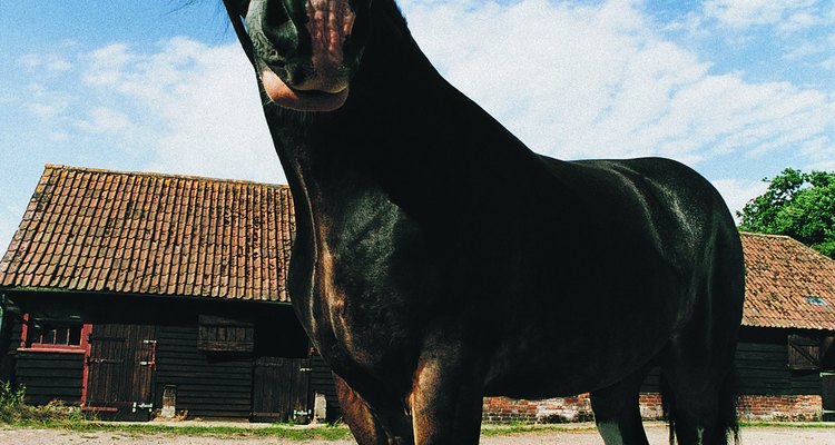 Clydesdales usually have beautiful white hair at the extremities of their legs, called