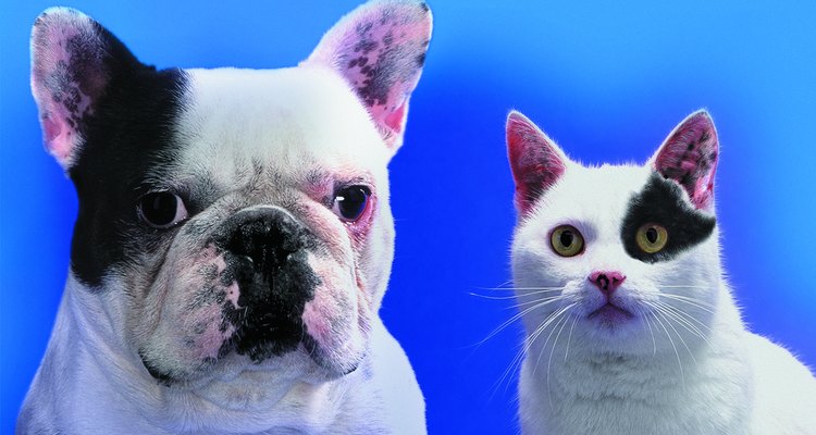 Cães e gatos