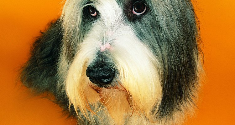 Grooming your bearded collie takes time and practice and must be done before they are bathed.