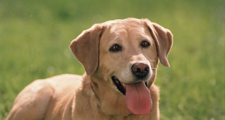 Labrador