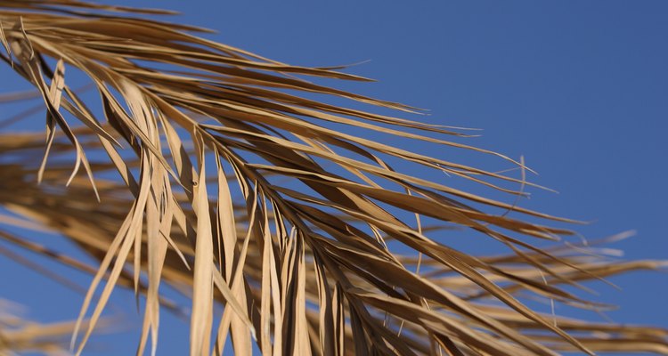 Date Palm Tree Leaves Turning Brown