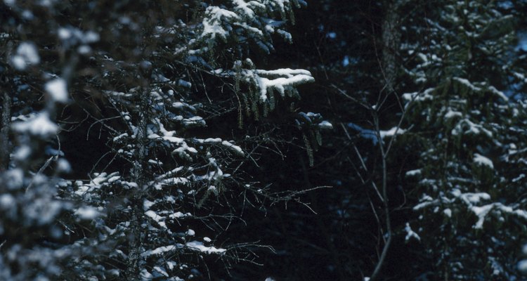 La liebre ártica cambia de blanco en el invierno, para integrarse en la nieve, a gris-marrón en el verano, para que coincida con la hierba y las hojas.