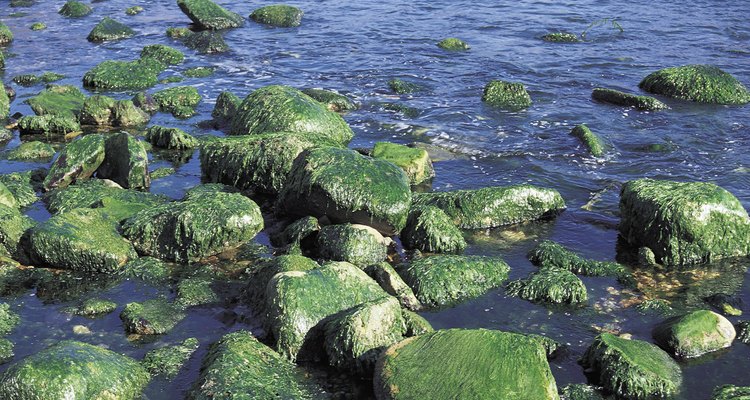 O habitat de algas azuis