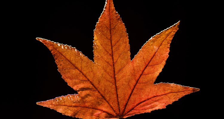 Preserva los colores vívidos de las hojas al secarlas.