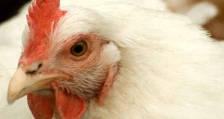 Vermes de olho podem ser evitados por controle da população de baratas em habitats de frango