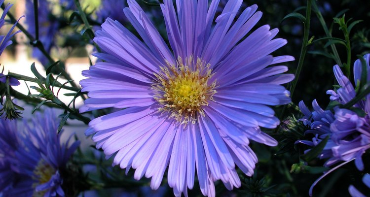 Blue asters add colour to fall landscapes.