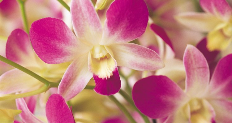 Cortar orquídeas es importante para su salud.