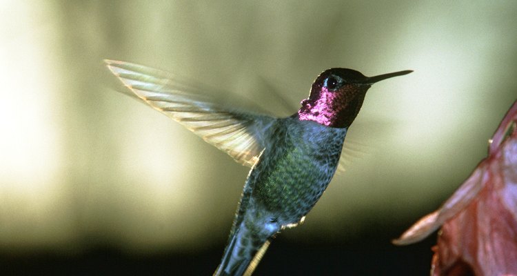 Os comedouros para beija-flor devem ser mantidos impecavelmente limpos