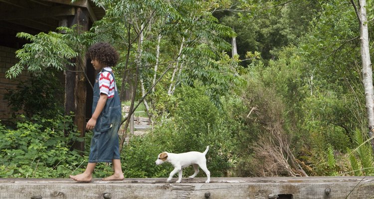 Dogs can become infested with fleas just from going outside.