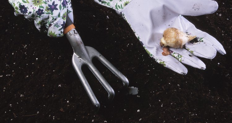 Dig up autumn crocus bulbs and replant in midsummer when dormant.