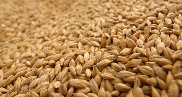 El salvado de trigo constituye la capa más externa del grano de trigo.