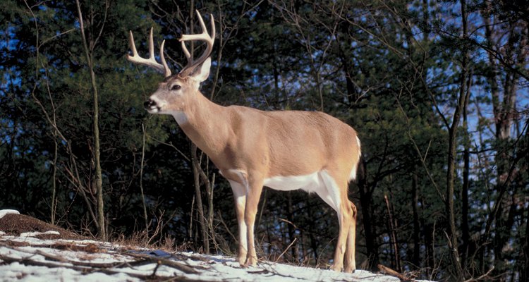 La carne de venado puede provenir de cualquier animal con cuernos, como el venado, el alce o el antílope.