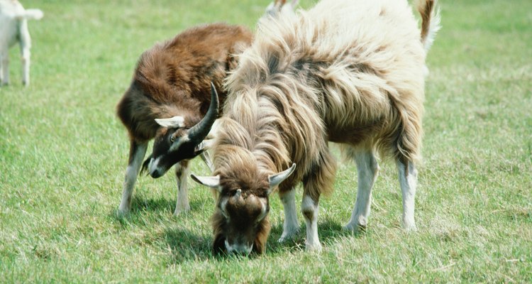 Cabras às vezes tentam comer coisas que não devem