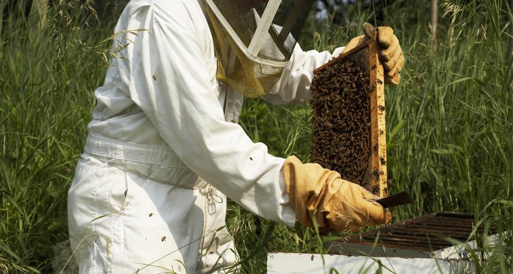 Una apicultura apropiada resultará en una colmena sana año tras año.