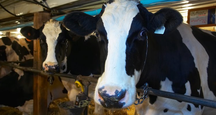 La inseminación artificial se utiliza para mejorar la calidad genética del ganado lechero y de carne.