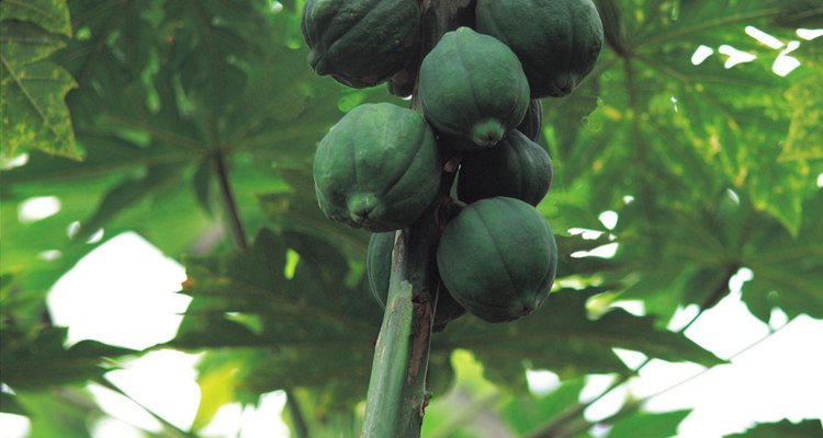 El calor y la humedad de los climas tropicales aceleran la producción de los frutos de la papaya.