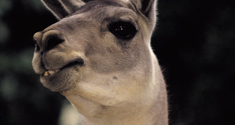 Las llamas y las alpacas están muy relacionadas.